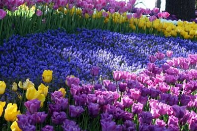 Sortie aux tulipes !