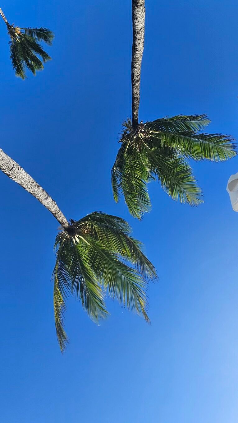 Deux semaines à Punta Cana